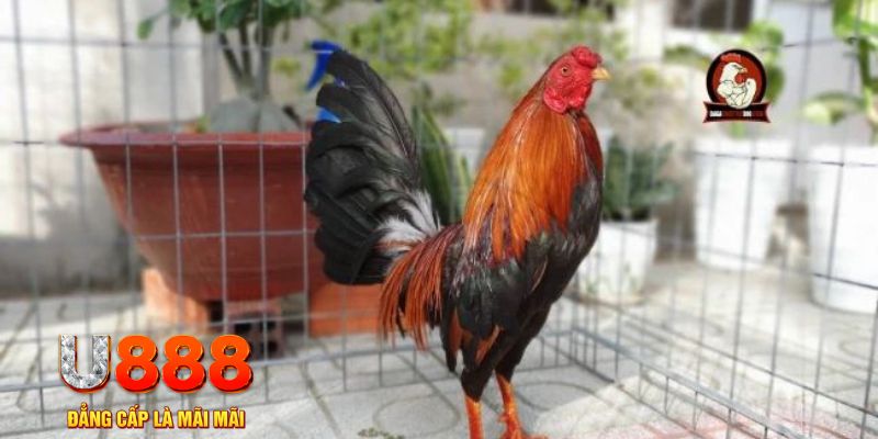 game máy bay nổ hũ