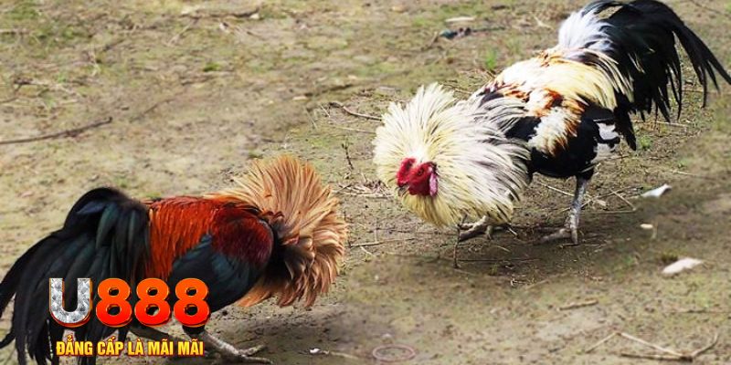 nohu28 game nổ hũ là gì